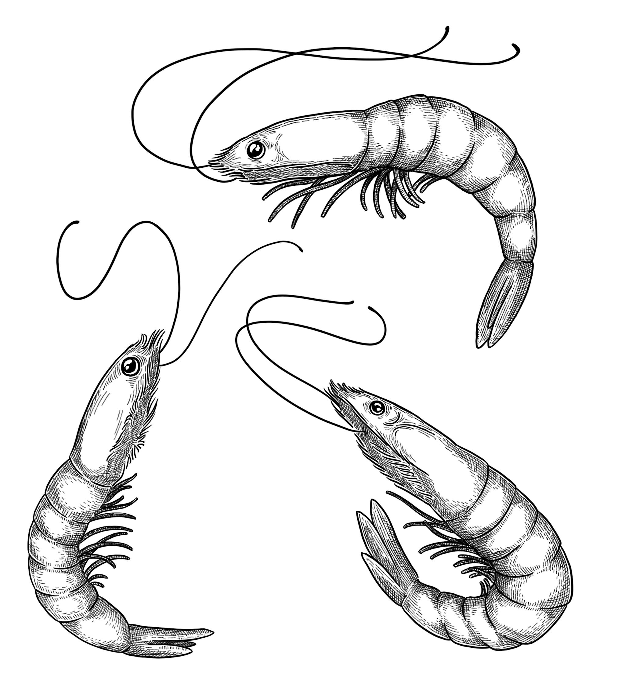Shrimps illustrations for San diego Magazine.