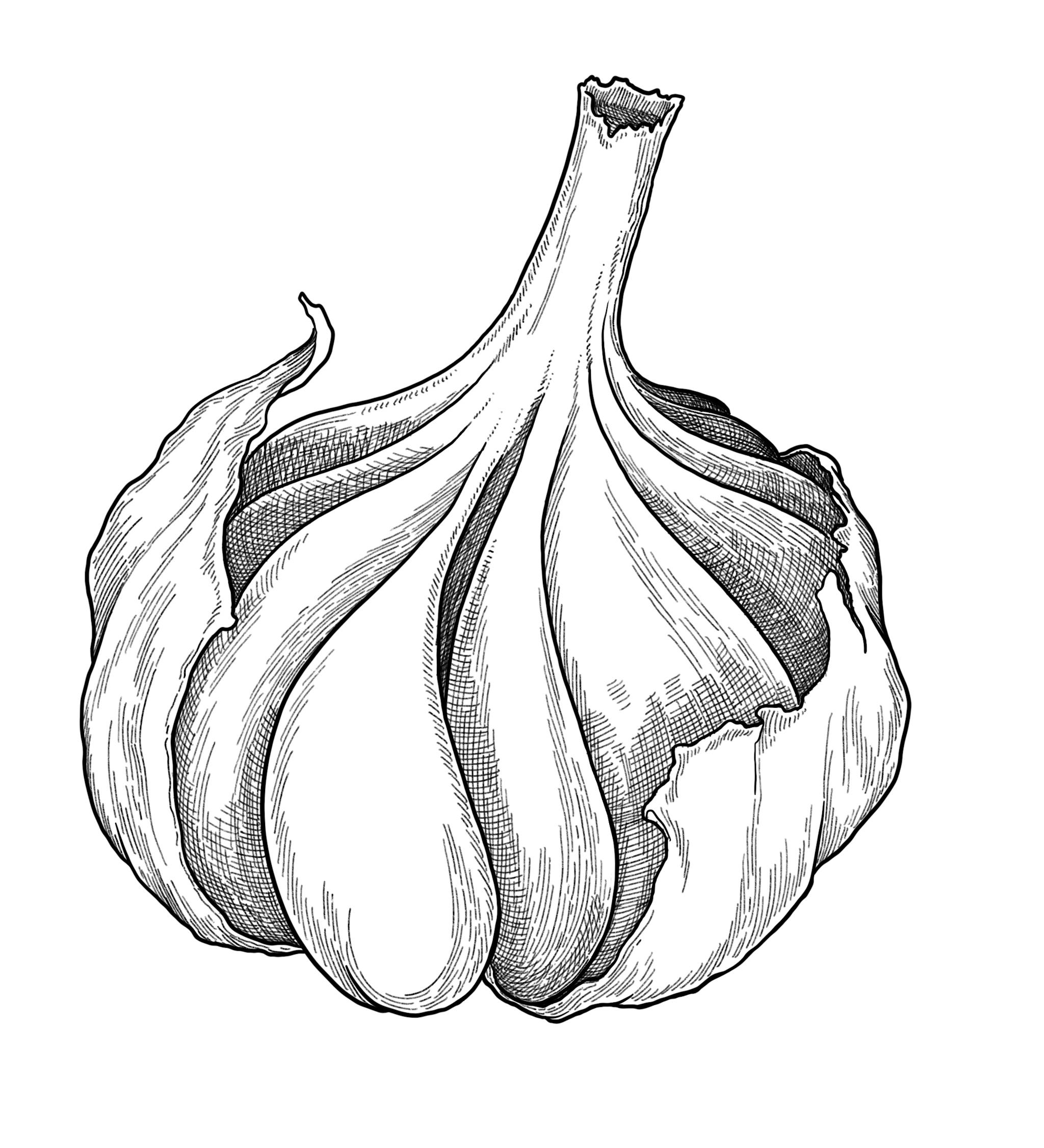 a drawing of an onion on a white background