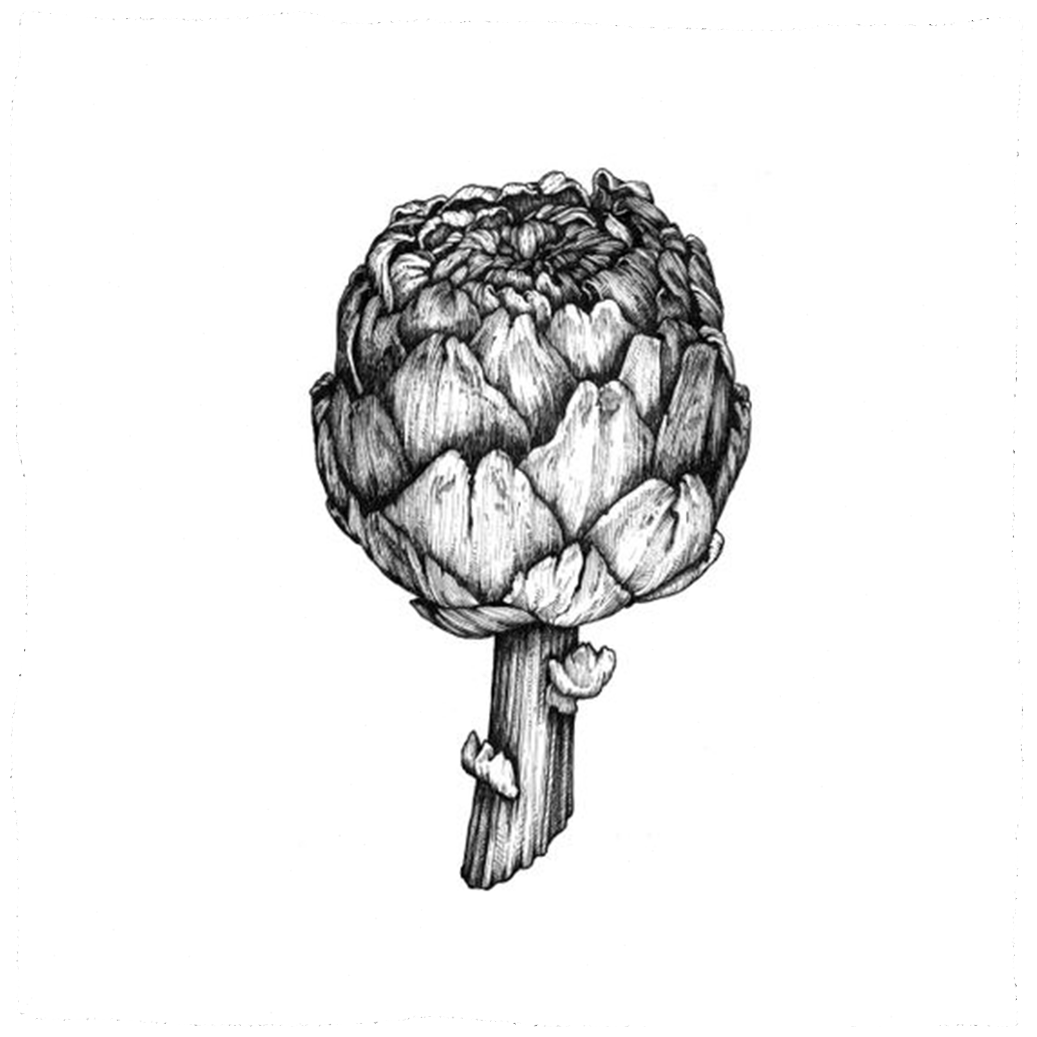 Hand drawn artichoke with a rotring pen on paper