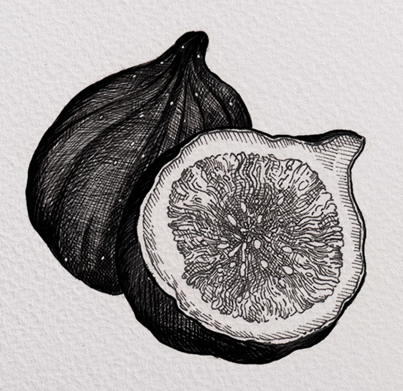 Fig. Hand drawn. Rotring on paper