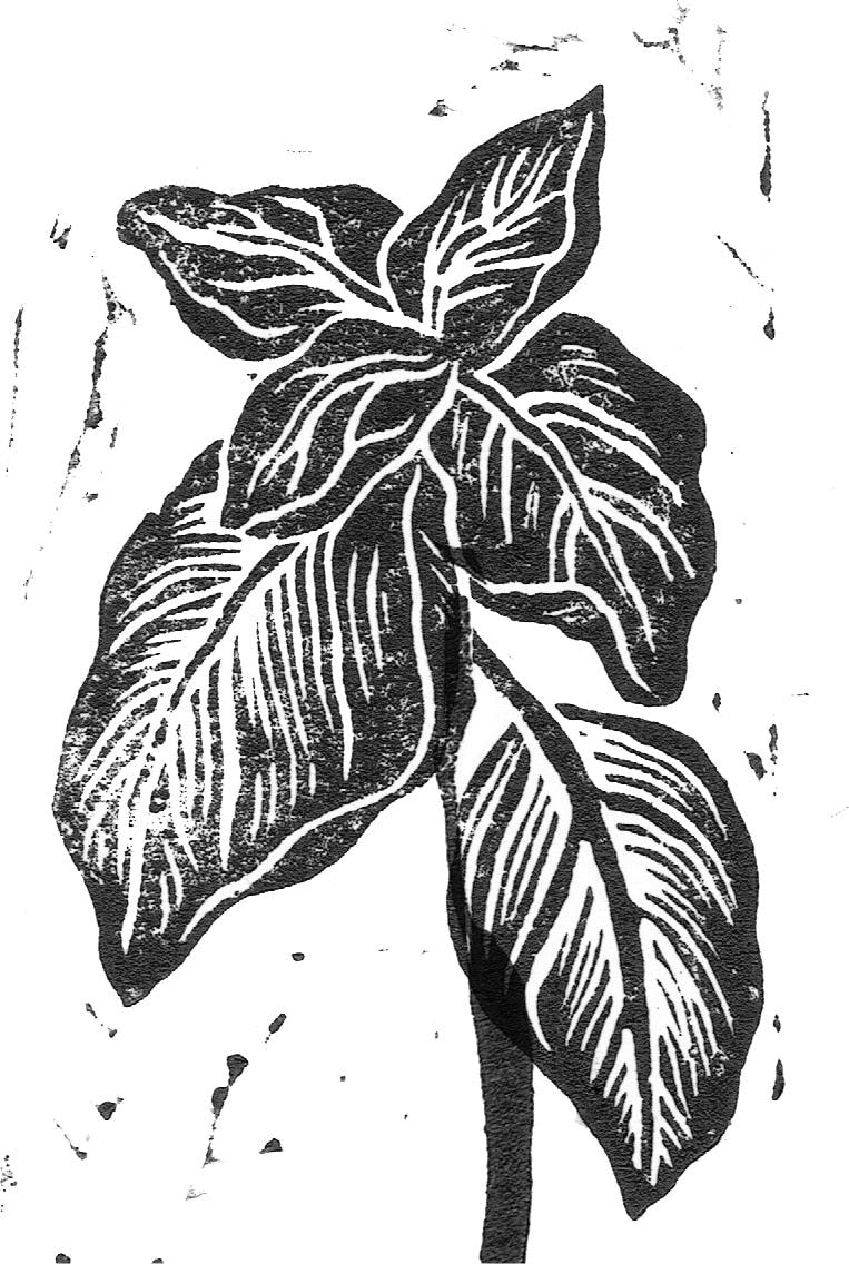 Basil leaves linocarved for Le Breuvage labels